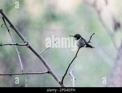 Männlicher Kolibri mit rubinkehlenden Kehlköpfen, der an einem Frühlingsabend in Taylors Falls, Minnesota, USA, auf einem Ast sitzt. Stockfoto