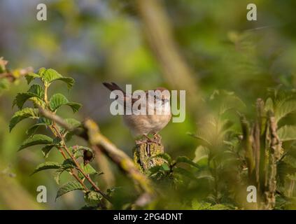 Ein Weißer Hals ( Curruca communis), der in seinem natürlichen Lebensraum in einem Baum liegt. Suffolk, Großbritannien Stockfoto