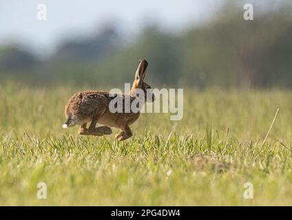 Ein agiler Braunhaar ( Lepus europaeus), der in die Luft springt. Hüpft, alle vier Beine über den Boden, über eine Wiese. Suffolk, Großbritannien Stockfoto