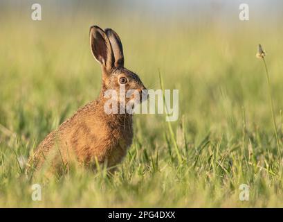 Ein wunderschöner junger Brown Hare Leveret (Lepus europaeus), der auf einer Wiese sitzt. Hervorgehoben durch die untergehende Sonne. Pastellfarben. Suffolk, Großbritannien. Stockfoto