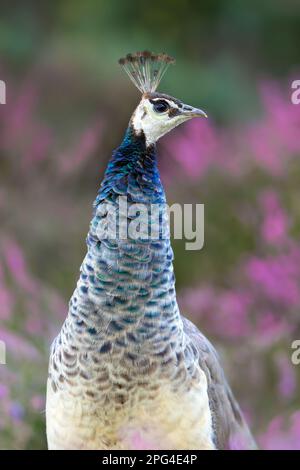 Nahaufnahme einer bunten Erbse in pinkfarbenem Heidekraut, Großbritannien. Stockfoto