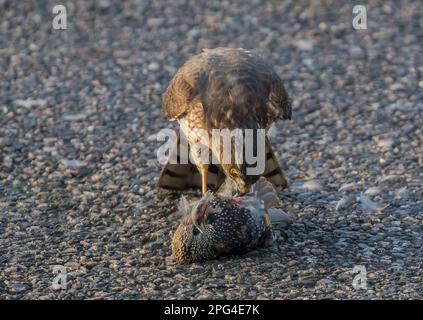 Ein Sparrowhawk ( Accipiter nisus) tötet, pflückt und isst einen unglücklichen Starling (Sturnus vulgaris), wenn er zur Mahlzeit wird. Suffolk, Großbritannien Stockfoto