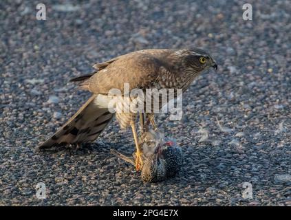 Ein Sparrowhawk ( Accipiter nisus) tötet, pflückt und isst einen unglücklichen Starling (Sturnus vulgaris), wenn er zur Mahlzeit wird. Suffolk, Großbritannien Stockfoto