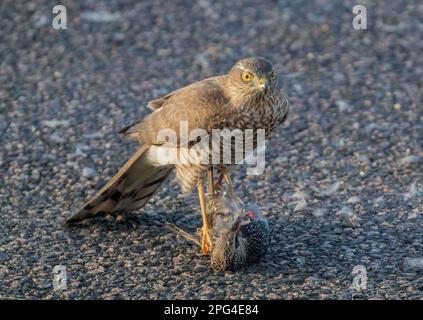 Ein Sparrowhawk ( Accipiter nisus) tötet, pflückt und isst einen unglücklichen Starling (Sturnus vulgaris), wenn er zur Mahlzeit wird. Suffolk, Großbritannien Stockfoto