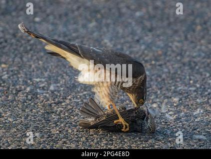 Ein Sparrowhawk ( Accipiter nisus) tötet, pflückt und isst einen unglücklichen Starling (Sturnus vulgaris), wenn er zur Mahlzeit wird. Suffolk, Großbritannien Stockfoto