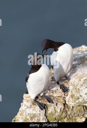 Nahaufnahme von zwei gemeinsamen Guillemots (Uria Aalge) auf einer Klippe, Großbritannien. Stockfoto