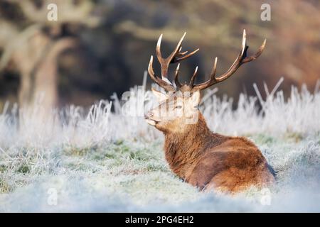 Nahaufnahme eines Hirschgeweihs, der im Winter in Großbritannien auf einem Frostgras lag. Stockfoto