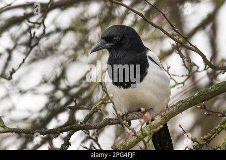 Lautes schwarz-weißes Gefieder und langer Schwanzvogel bei Nahaufnahmen sieht das schwarze Gefieder farbenfroher aus mit einem lila-blauen schillernden Glanz Stockfoto