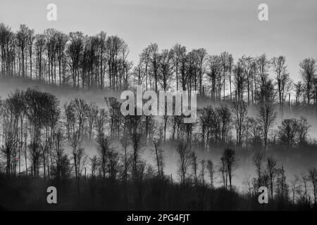 Digital veränderte Landschaft mit Bäumen, Wesertal, Weserbergland, Deutschland Stockfoto