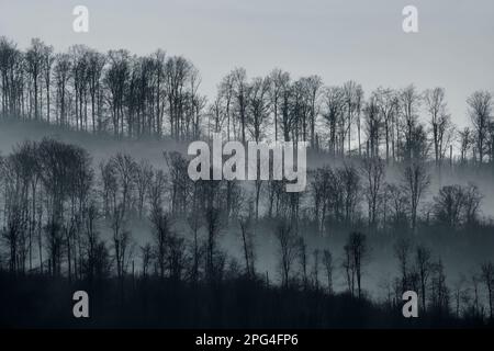 Digital veränderte Landschaft mit Bäumen, Wesertal, Weserbergland, Deutschland Stockfoto