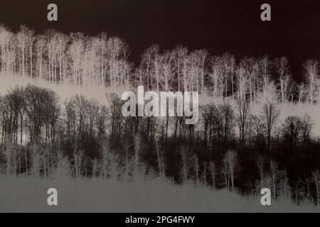 Digital veränderte Landschaft mit Bäumen, Wesertal, Weserbergland, Deutschland Stockfoto