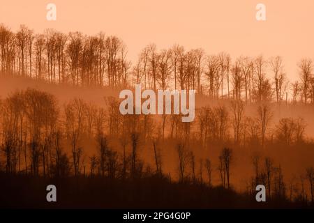 Digital veränderte Landschaft mit Bäumen, Wesertal, Weserbergland, Deutschland Stockfoto