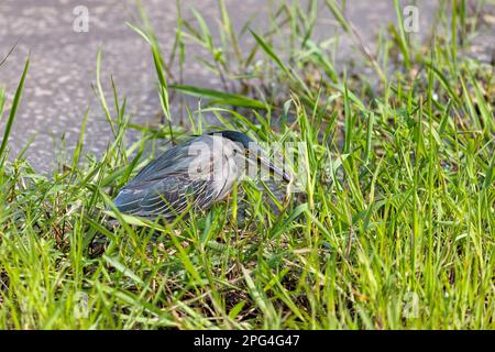 Ein gestreifter Reiher, auch bekannt als Amangrove, kleiner grüner oder grüner Reiher, Butorides striata, an einem Flussufer in Masai Mara, Kenia. Stockfoto