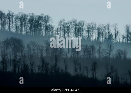 Digital veränderte Landschaft mit Bäumen, Wesertal, Weserbergland, Deutschland Stockfoto