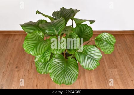 Große volle 'Calathea Orbifolia' Gebetspflanze Hauspflanze Stockfoto