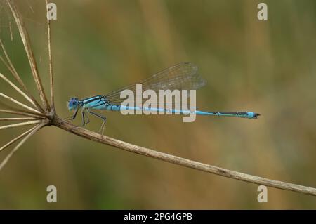 Natürliche Nahaufnahme auf einem seltenen blauen Becher mit dem Zeichen "Damselfly", Erythromma lindenii Stockfoto