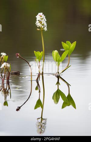 Bogbean/Buckbean (Menyanthes trifoliata), weiße Wasserblumen blühen im Moorteich im Frühling Stockfoto