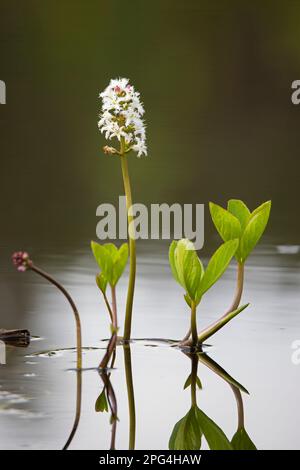 Bogbean/Buckbean (Menyanthes trifoliata), weiße Wasserblumen blühen im Moorteich im Frühling Stockfoto