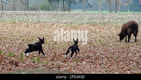 Zwei schwarze Lämmer laufen zurück zur Mutter. Fotografen-Alarm! Stockfoto