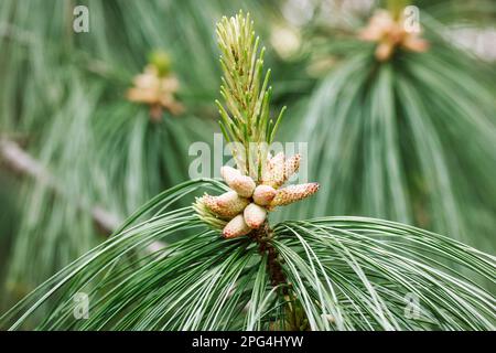 Junge Zapfen auf pinus nigra, österreichische Kiefer oder schwarze Kiefer. Wunderschönes Bokeh mit langen Nadeln. Naturgestaltungskonzept. Pinienblüten in Wald, Park, Natur Stockfoto