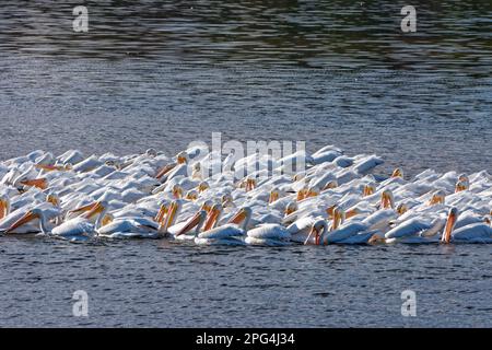 Mehrere wandernde weiße Pelikane schwimmen eng zusammen und fischen in einem flachen Teil des Sees im Hiwassee Wildlife Refuge in Tennessee bei Sonne Stockfoto