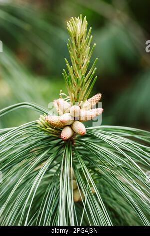 Junge Zapfen auf pinus nigra, österreichische Kiefer oder schwarze Kiefer. Wunderschönes Bokeh mit langen Nadeln. Naturgestaltungskonzept. Pinienblüten in Wald, Park, Natur Stockfoto