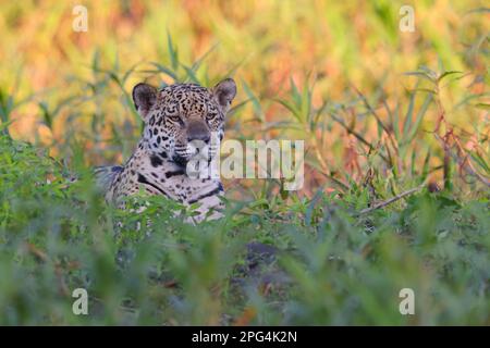 Nahaufnahme eines erwachsenen Jaguar (Panthera oca) am Ufer des Flusses Cuiaba in der Nähe von Porto Jofre im Pantanal, Mato Grosso, Brasilien Stockfoto