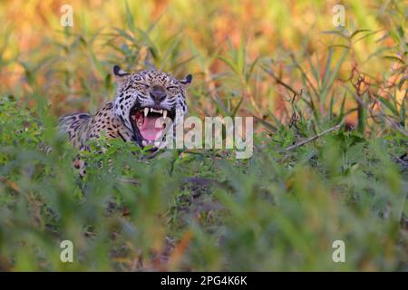 Ein erwachsener Jaguar (Panthera oca) zeigt seine Zähne beim Gähnen im Pantanal, Mato Grosso, Brasilien Stockfoto