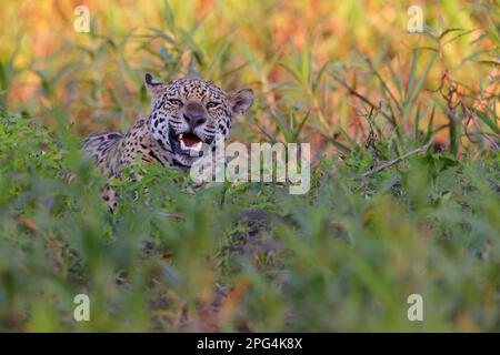 Nahaufnahme eines erwachsenen Jaguar (Panthera oca) am Ufer des Flusses Cuiaba in der Nähe von Porto Jofre im Pantanal, Mato Grosso, Brasilien Stockfoto