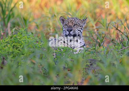 Nahaufnahme eines erwachsenen Jaguar (Panthera oca) am Ufer des Flusses Cuiaba in der Nähe von Porto Jofre im Pantanal, Mato Grosso, Brasilien Stockfoto