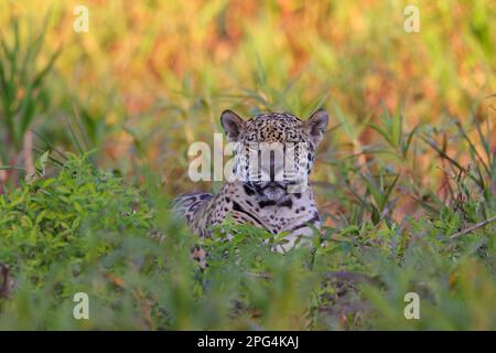 Nahaufnahme eines erwachsenen Jaguar (Panthera oca) am Ufer des Flusses Cuiaba in der Nähe von Porto Jofre im Pantanal, Mato Grosso, Brasilien Stockfoto