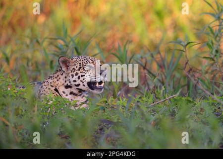 Nahaufnahme eines erwachsenen Jaguar (Panthera oca) am Ufer des Flusses Cuiaba in der Nähe von Porto Jofre im Pantanal, Mato Grosso, Brasilien Stockfoto