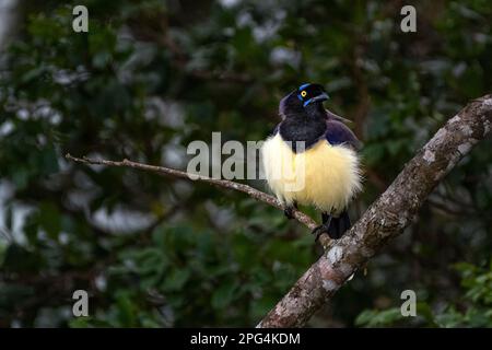 Schwarze Brust-jay Nahaufnahme von vorne Stockfoto