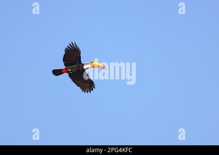 Ein erwachsener Toco Toucan (Ramphastos toco) im Flug im Pantanal, Mato Grosso, Brasilien Stockfoto