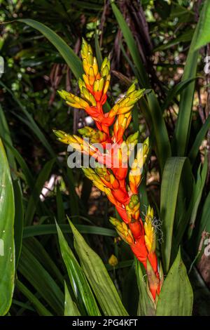 Bromelienepiphytenrot und gelbe Blume aus dem Regenwald Panamas Stockfoto