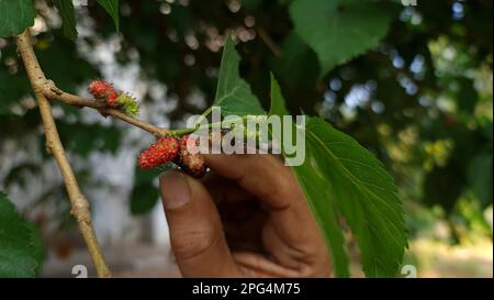 Maulbeere aus Maulbeerbaum pflücken. Maulbeeren sind farbenfrohe Beeren, die sowohl frisch als auch getrocknet gegessen werden. Die Früchte von Maulbeeren sind bekannt als Toot an Stockfoto