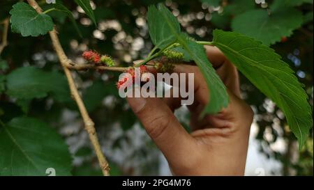 Maulbeere aus Maulbeerbaum pflücken. Maulbeeren sind farbenfrohe Beeren, die sowohl frisch als auch getrocknet gegessen werden. Die Früchte von Maulbeeren sind bekannt als Toot an Stockfoto