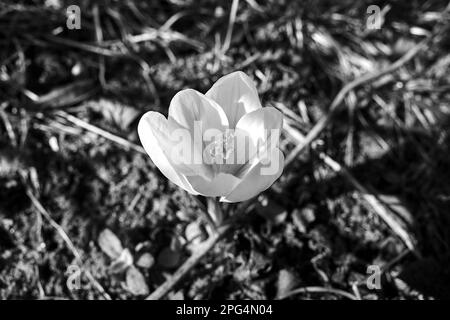 Weiße blühende Krokusblume im Frühlingsgarten in Polen, monochrom Stockfoto