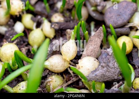 Nahaufnahme der Zwiebeln oder Zwiebeln von wenig blühendem Lauch (allium paradoxum), wenn sie zu Beginn des Frühlings zu Wurzeln und zu sprießen beginnen. Stockfoto