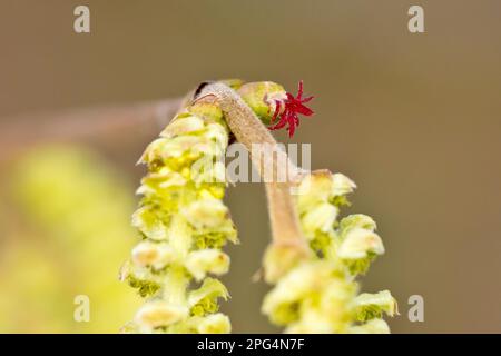 Hazel oder Cobnut (corylus avellana), Nahaufnahme der winzigen weiblichen Blume des Baumes, die direkt über den ansprechenderen männlichen Katzenmuscheln sitzt. Stockfoto