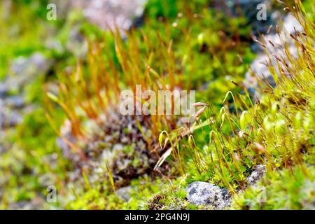 Nahaufnahme Fokus auf die Kapseln des Moos im Vordergrund, möglicherweise Wall Screw-Moos (Tortula muralis), wächst auf einer alten Sandsteinwand. Stockfoto