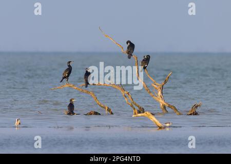 Eine Gruppe Kormorane ruht auf einem toten Baum im Wasser, sonniger Morgen in der Camargue (Provence, Frankreich) Stockfoto