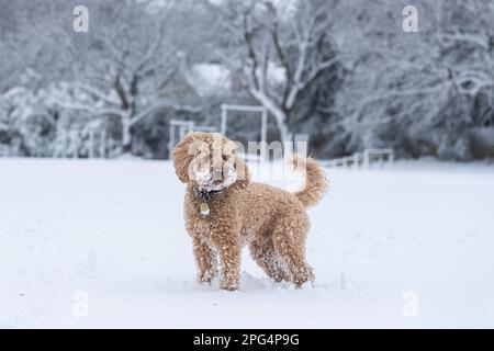 Hunde spielen im Schnee Stockfoto