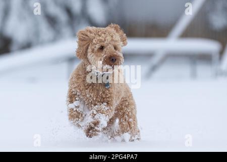 Hunde spielen im Schnee Stockfoto