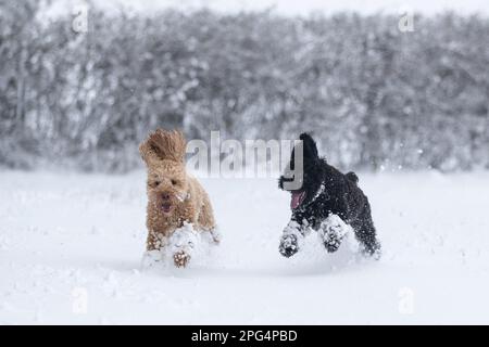 Hunde spielen im Schnee Stockfoto
