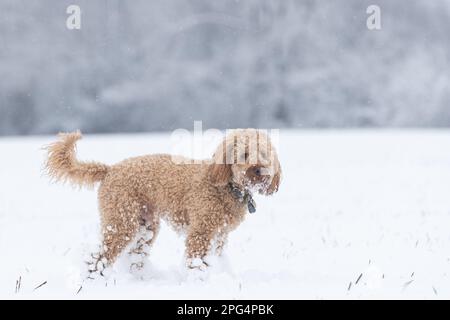 Hunde spielen im Schnee Stockfoto