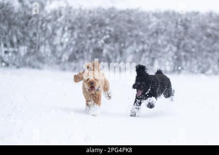 Hunde spielen im Schnee Stockfoto