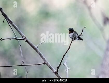Männlicher Kolibri mit rubinkehlenden Kehlköpfen, der an einem Frühlingsabend in Taylors Falls, Minnesota, USA, auf einem Ast sitzt. Stockfoto