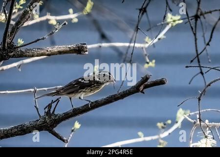 An einem Frühlingsabend in Taylors Falls, Minnesota, USA, liegt ein weiblicher Rosenschnabel auf einem Ast mit einem kleinen Zweig im Schnabel. Stockfoto