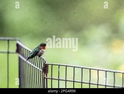 Ein männlicher Kolibri mit rubinkehlenden Kehlen, der an einem Frühlingsabend in einem Hinterhof in Taylors Falls, Minnesota, USA, auf einem Drahtzaun sitzt. Stockfoto